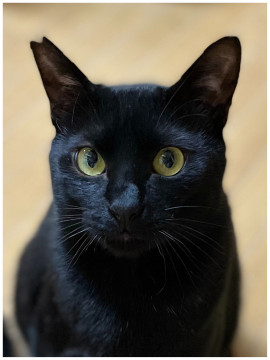 甘えん坊な黒猫！撫でられるの大好きです！