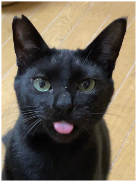 ちゅーると猫が大好きな黒猫の男の子！
