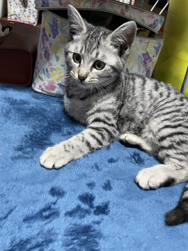 美猫ちゃん