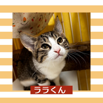 人馴れバツグン ララくん