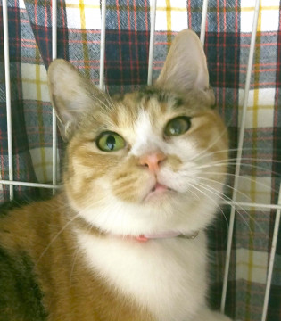 これぞ和猫★丸い三毛猫ちゃん