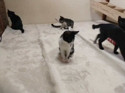 かわいい白黒ハチワレです。
