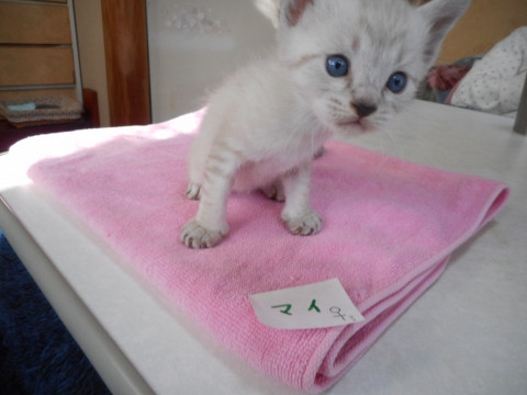 お眼々の大きい白い子猫