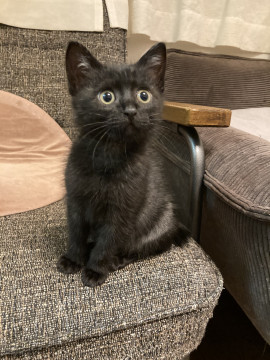 黒猫 推定令和5年9月生まれ