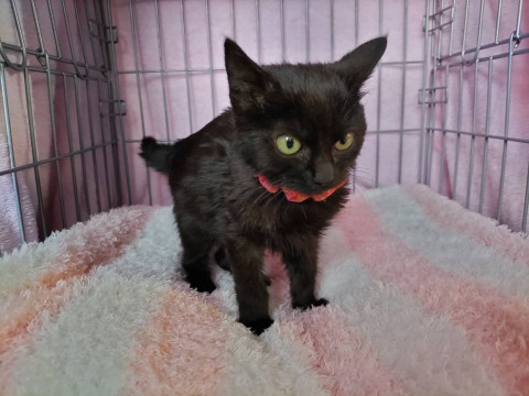 ハッピー黒猫エンジェルズ ケットちゃん