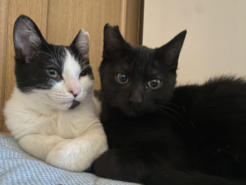 去勢ワクチン済み!ワンポイント有り黒子猫