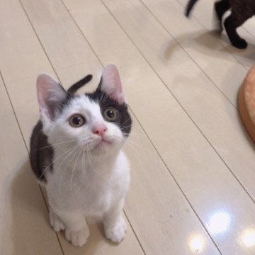 激カワ❣️人慣れ抜群、元気いっぱい❣️