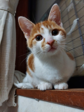 猫好き、人間大好きなアメショー柄の女の子