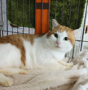 シャイだけど撫でるとゴロゴロのぶれっど