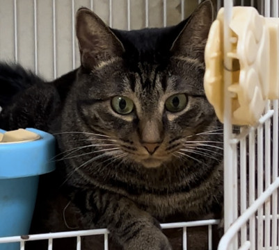 チョロチョロ元気