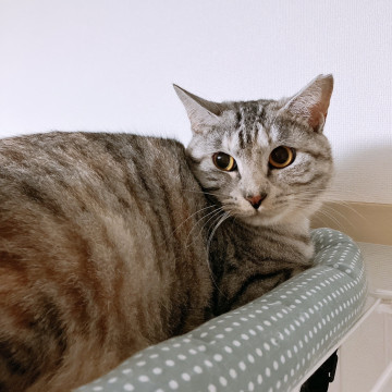 じゃれねこチャンチャーム　サバトラ ぐでねこチャンチャーム サバトラ じゃれねこチャンチャームサバトラ