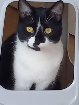 かわいい白黒ハチワレくん