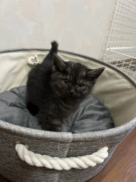 ふわふわ黒猫男の子
