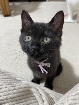 スタイル抜群!元気いっぱい黒猫ちゃん