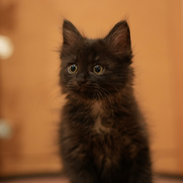 長毛黒猫ちゃん♡お膝に乗って甘えます