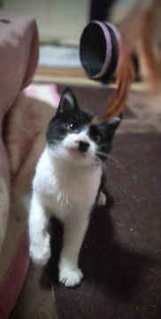 元日にゴミ処理場に捨てられた仔猫ちゃん