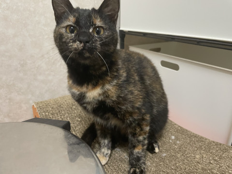 人も猫も大好きなサビ!の女の子です。