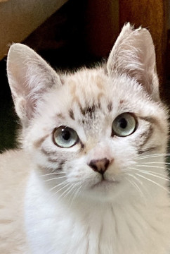 まるで湖のような瞳 シャム系美猫