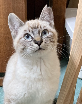 優しいブルーグレーの瞳を持つシャム系美猫