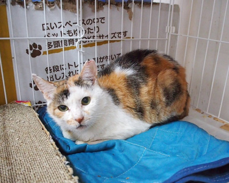 ❤︎ネコ好きかよちゃんページ❤︎ 猫]東京都墨田区の里親募集 落ち着いた大人の猫さん かよちゃん