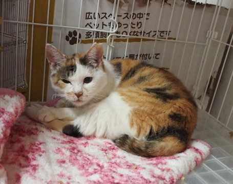 猫]東京都墨田区の里親募集 落ち着いた大人の猫さん かよちゃん