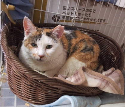 猫]東京都墨田区の里親募集 落ち着いた大人の猫さん かよちゃん