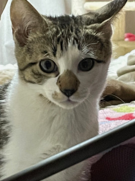 ジャンプが得意で遊ぶの大好きな男の子