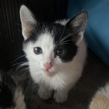 可愛い仔猫ちゃんたち