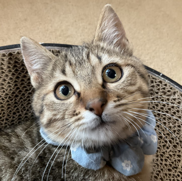 人も猫も犬も好き!ぽんかんです♡