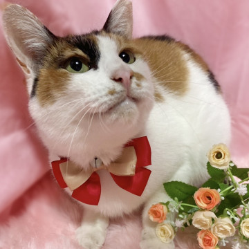 ちゅーるが好き♪おねだりが可愛い三毛猫