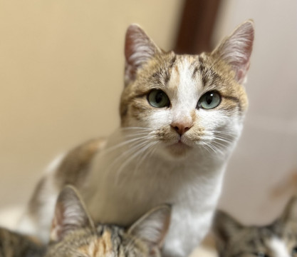 絶妙カラーの美人猫ちゃん♡
