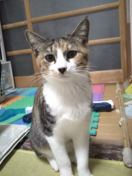 キレイな三毛猫ちゃん