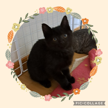 可愛いくて元気な黒猫ちゃん