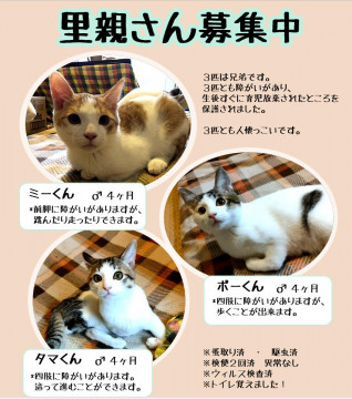 障害も個性 元気印の3兄弟