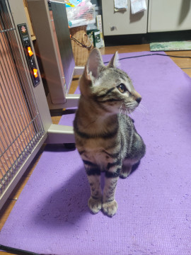 生後4ヶ月の元気な子ネコ