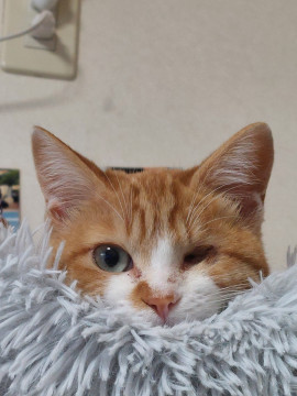 得意は人間も猫も大好き