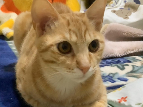 人にも猫に甘えたいとってもビビリな男の子