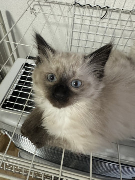 尻尾が短いシャム猫風女の子