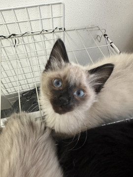 元気いっぱいシャム猫風男の子