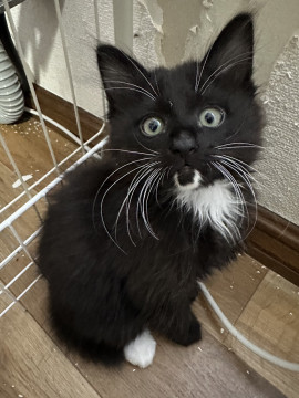 キョトン顔の白黒猫