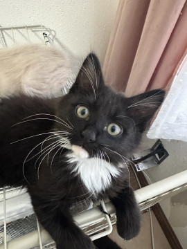 人懐っこい白黒猫