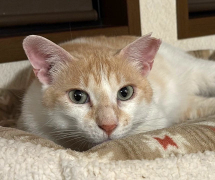 猫界のピーターパンのような茶白男子⭐️