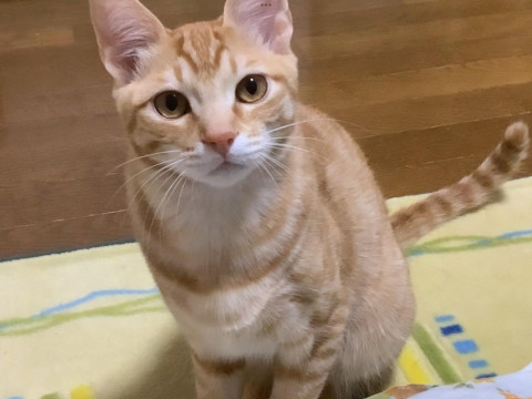 甘えん坊でわんぱくな男の子テモくん