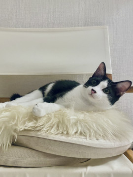 ハチワレの女の子