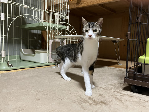シャーシャー猫好きさんにお勧め