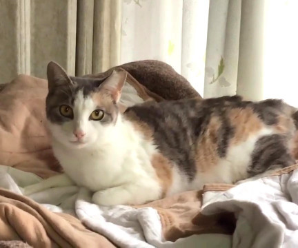 喰いしんぼうの曽根三毛ちゃん