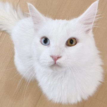 メインクーンの男の子