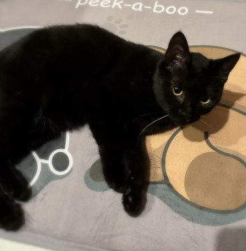 かわいい黒子猫ちゃん