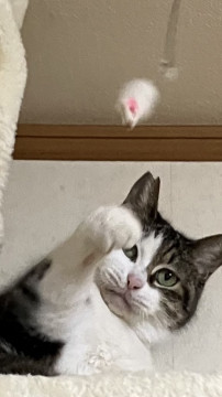 手が掛かりません
