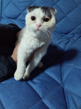 スコティッシュフォールドの里親募集中です